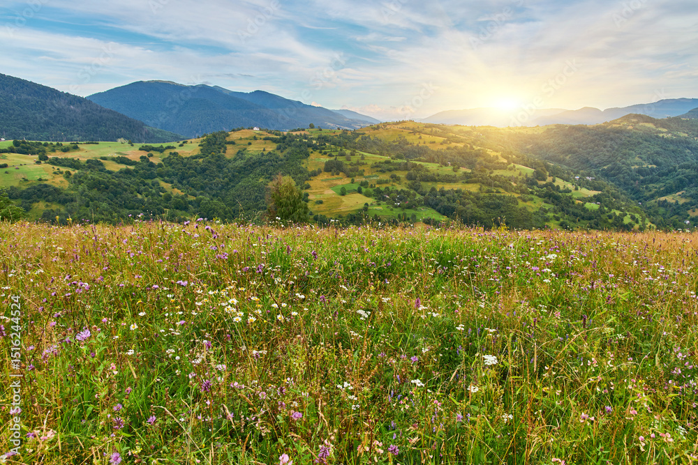 Fototapeta premium Mountain Meadow Bordering Evergreen Forest
