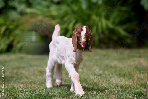 An adorable white boer goat kid with a brown head stands attentively on a green lawn, its curious eyes looking forward. Blurred garden foliage creates a soft background.