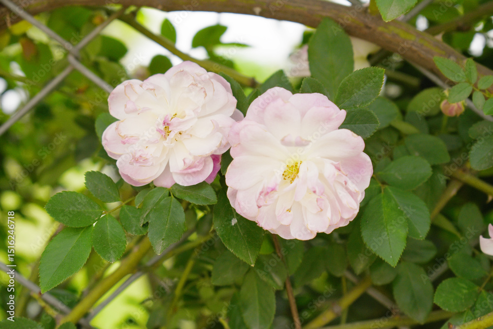 Fototapeta premium Rosa great maiden's blush pink white flower, Spring Flowering Soft pink white Flower Heads on an Old English Rose (Rosa 'Great Maiden's Blush) with leaves, Pink double Alba rose Maiden's Blush flowers