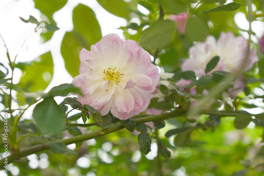 Rosa great maiden's blush pink white flower, Spring Flowering Soft pink white Flower Heads on an Old English Rose (Rosa 'Great Maiden's Blush) with leaves, Pink double Alba rose Maiden's Blush flowers Rosa great maiden's blush pink white flower, Spring Flowering Soft pink white Flower Heads on an Old English Rose (Rosa 'Great Maiden's Blush) with leaves, Pink double Alba rose Maiden's Blush flowers