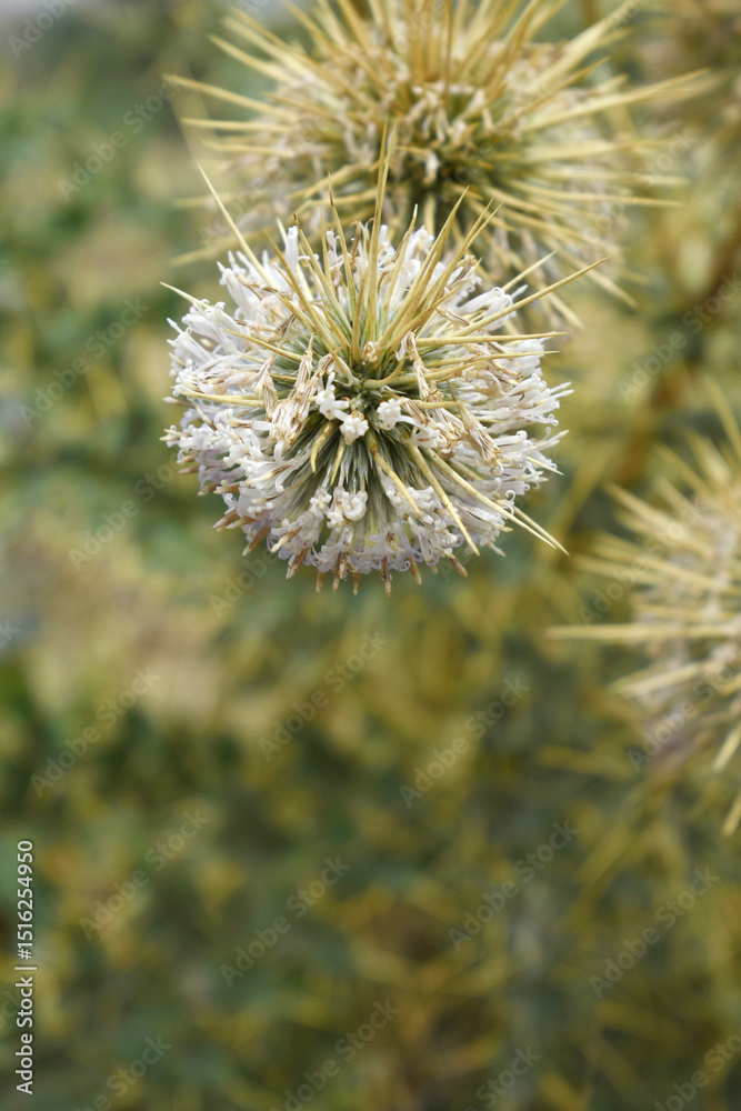 Obraz premium Echinops sphaerocephalus, Echinops sphaerocephalus known as Great Globe Thistle or Pale Globe Thistle, A summer plant in the wild in a meadow, Wild flower with thorns and spines bloomed