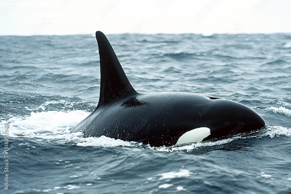 Fototapeta premium Killer Whale Breaching Open Ocean