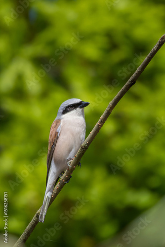 Wildlife shot of Red-backed Shrike  male (Lanius collurio) on branch.