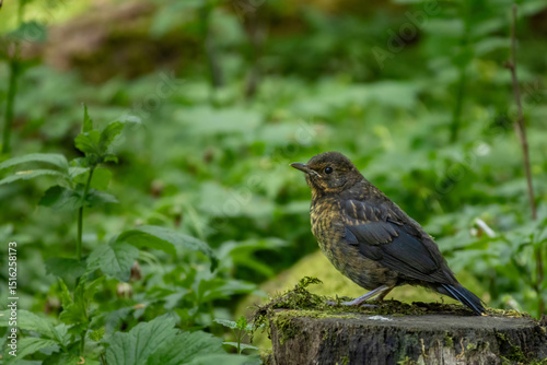 Portrait of a young Blackbird waiting to be fed