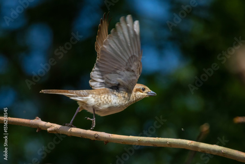 Wildlife shot of Red-backed Shrike  female (Lanius collurio) on branch.