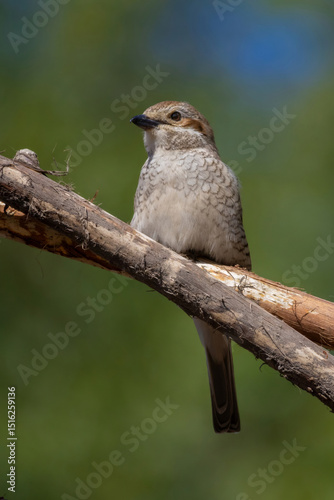 Wildlife shot of Red-backed Shrike  female (Lanius collurio) on branch.