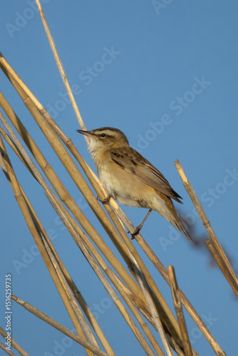 A Sedge Warbler (Acrocephalus schoenobaenus)  morning time