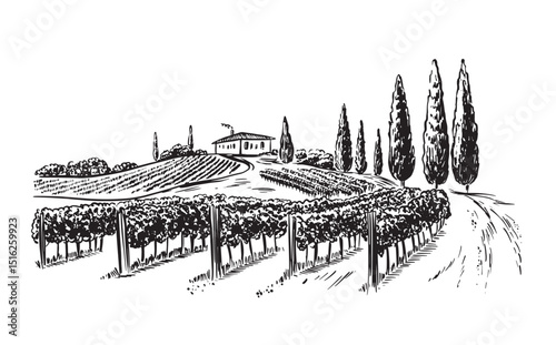 Wine plantation with hills and trees, hand drawn illustration