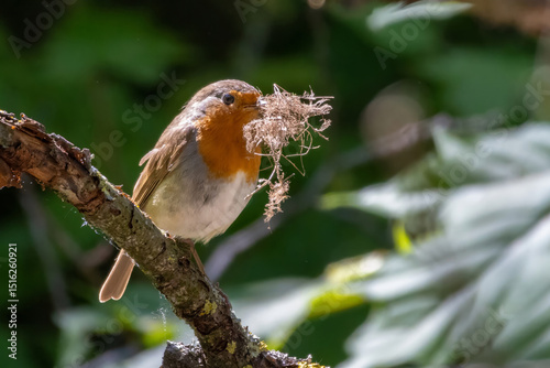 A European Robin (Erithacus rubecula)  breeding season