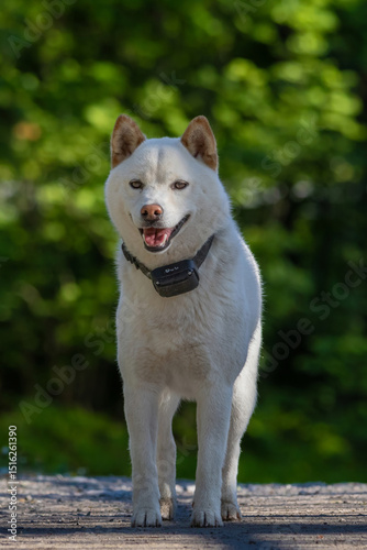 hokkaido dog sunny day