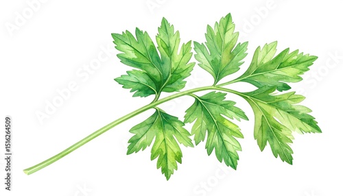 Watercolor Parsley Sprig.