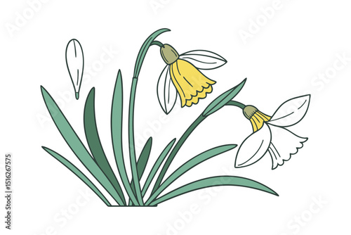 Two daffodils with green leaves and a single petal