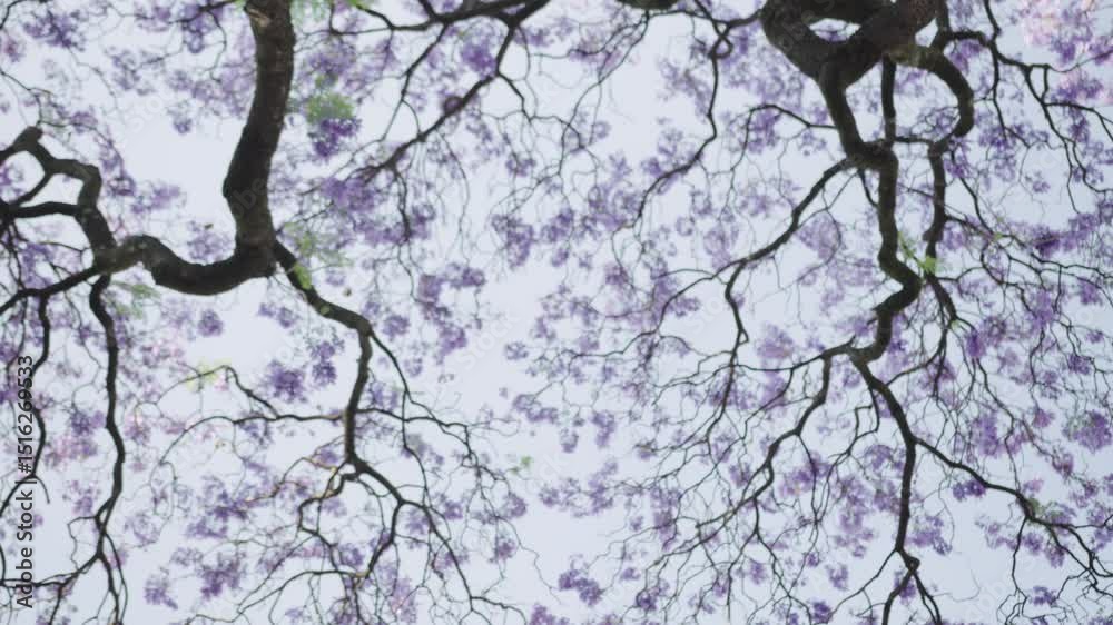 Blooming jacaranda tree canopy gently swaying in the breeze