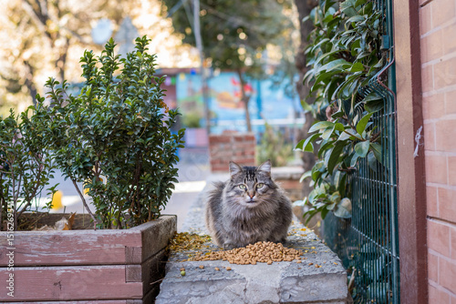 Photography Cats of Istanbul
