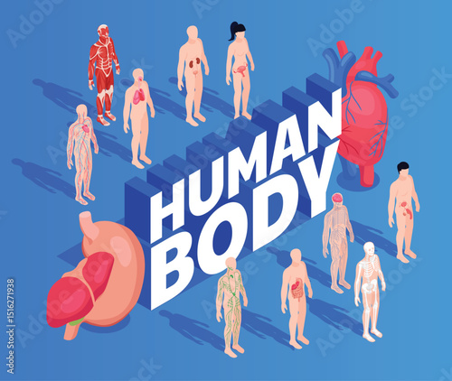 Human Body Isometric Original Illustration
