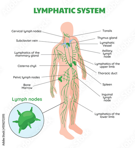 Lymphatic System Isometric Composition with nodes