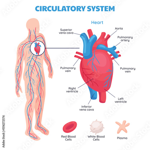 Circulation System Isometric Illustration with Heart