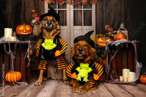 Photography Two dogs in witch costumes with pumpkins