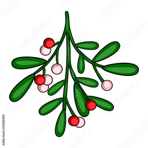 Festive Mistletoe Vector Illustration: A charming hand-drawn style depiction of mistletoe branch with red and white berries, perfect for Christmas designs and holiday greetings.