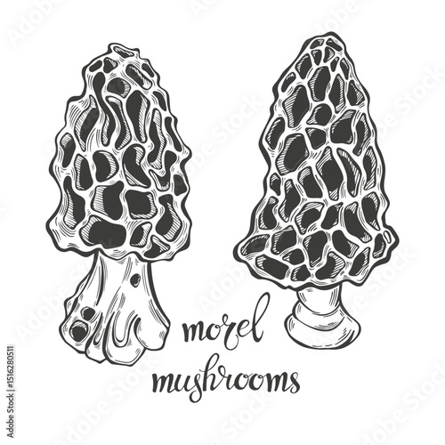 Morel mushrooms. Hand drawn isolated vector illustrations. Line art. For packaging design, advertising, menus, magazines, recipes.