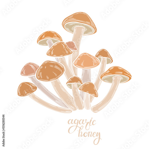 Mushrooms, honey agaric. Hand drawn isolated color vector illustrations. Line art. For packaging design, advertising, menus, magazines, recipes.