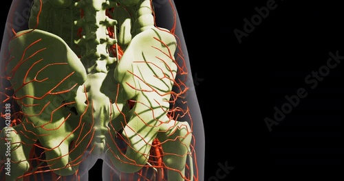 Structures of blood vessels are clearly shown in a human leg anatomy illustration. Veins and arteries are depicted in red, emphasizing their roles in circulation and vascular health.