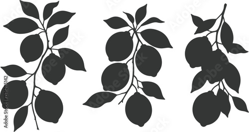 Three lemon branches with leaves in silhouette against a white background illustration art