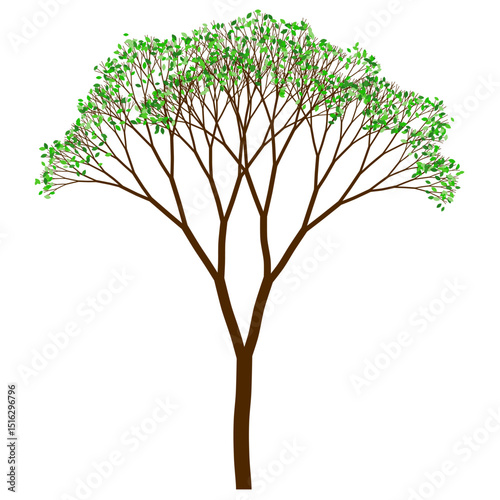Tree with upright shape and green leaves. Binary fractal algorithmic design.