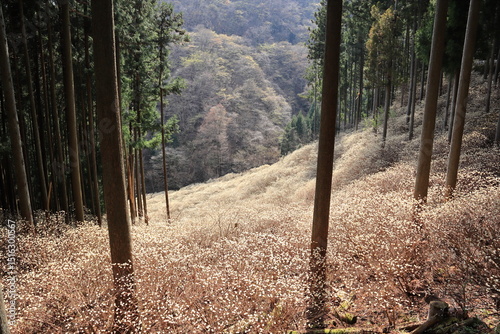 群馬県桐生市「屋敷山　ミツマタ群生地」