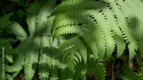 光が当たるシダ / Ferns in Sunlight