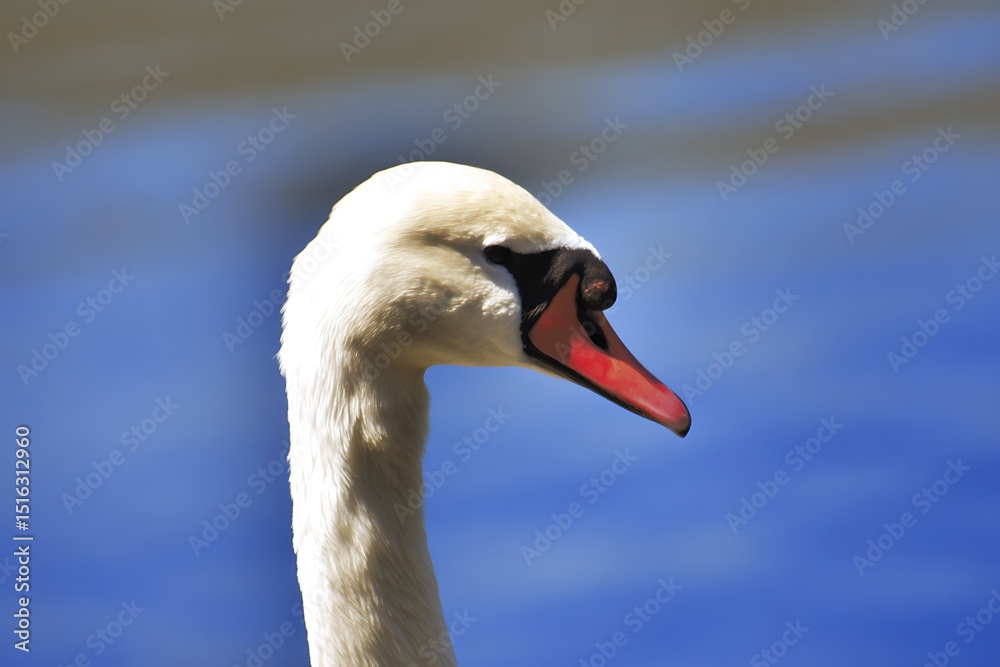 Obraz premium Elegant swan portrait against blue backdrop