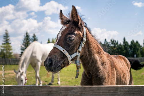 Foal in Slovakia