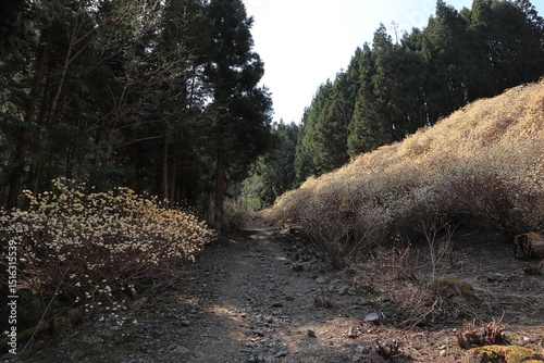 群馬県桐生市「屋敷山　ミツマタ群生地」
