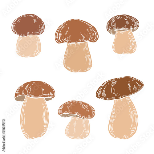 Mushrooms, cep. Hand drawn isolated vector illustrations, colored silhouettes on white. For packaging design, advertising, menus, magazines, recipes.
