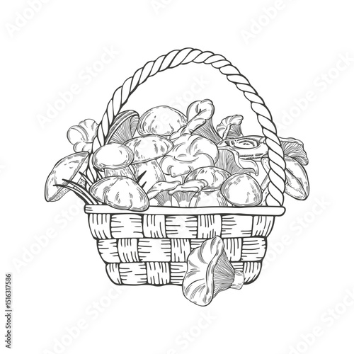  Basket with mushrooms. Hand drawn vector illustration. Perfect for design templates,wrapping, print, packaging design, advertising, menus, magazines, recipes.
