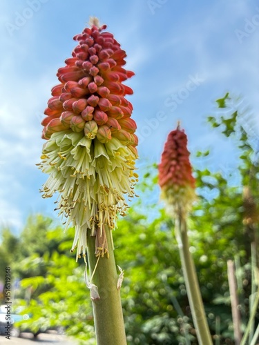 Clustered torch lily.