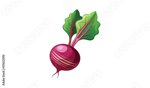 Fresh beetroot with green leaves illustration