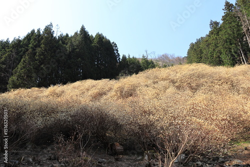 群馬県桐生市「屋敷山　ミツマタ群生地」