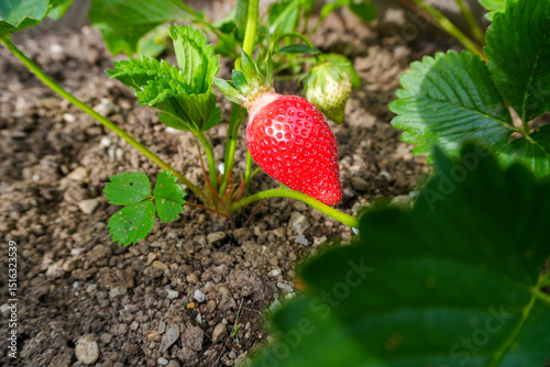 Fototapeta Naklejka Na Ścianę i Meble -  beautiful home garden and various fruits and vegetables