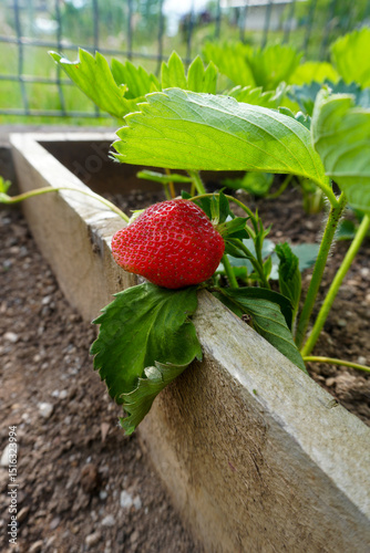 Fototapeta Naklejka Na Ścianę i Meble -  beautiful home garden and various fruits and vegetables