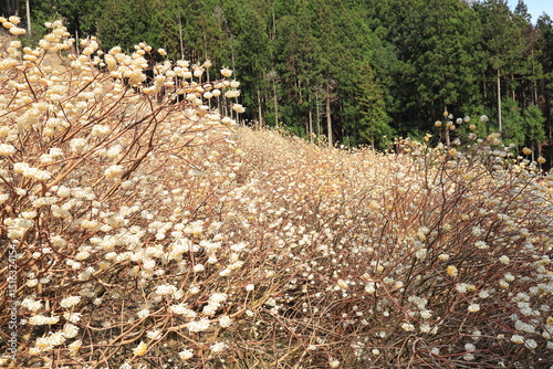 群馬県桐生市「屋敷山　ミツマタ群生地」
