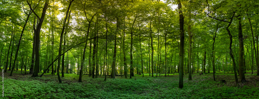 Obraz premium Beautiful Sunrise In Sunny Spring Forest. Sunlight Sunbeams Through Woods In Forest Landscape. Panorama Panoramic View