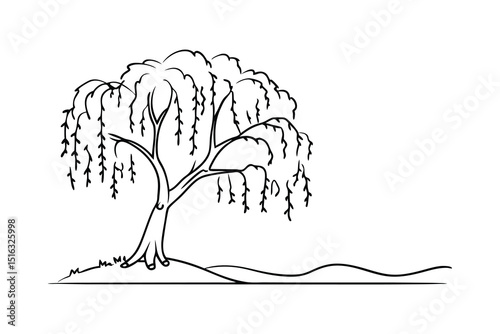 Elegant hand drawn outline illustration of a weeping willow tree on white background