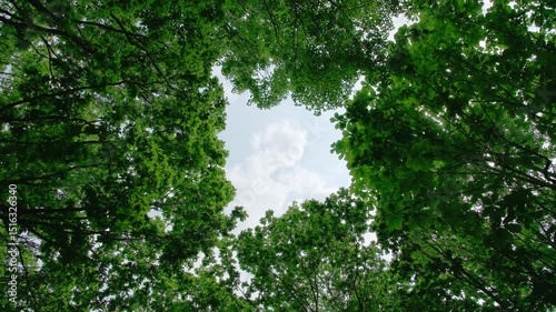 森の切れ間の空 / Sky Through a Forest Opening