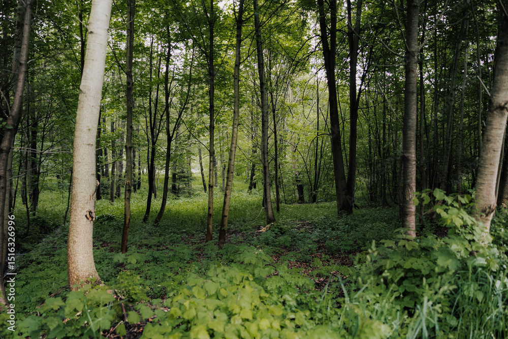 Lush green forest background near Vistula River dam – old Polish woodland Lush green forest background near Vistula River dam – old Polish woodland