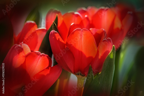 Red tulip flowers close up                        