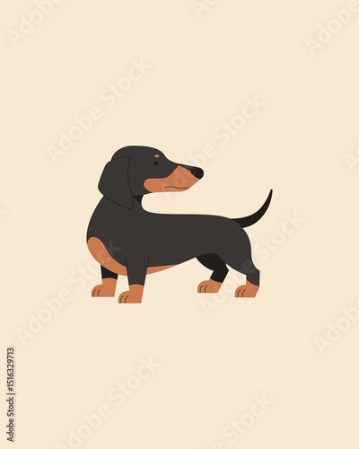 Dog. Dachshund. Vector color image.