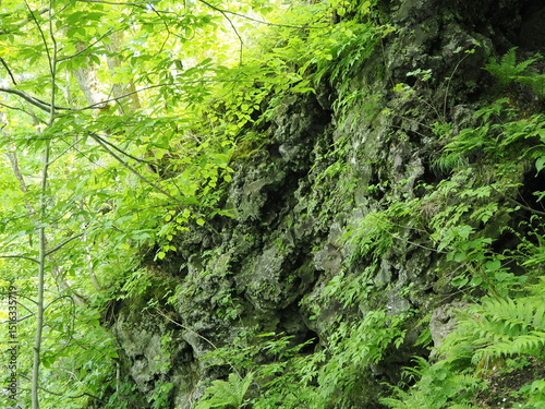新緑の美しい岩肌