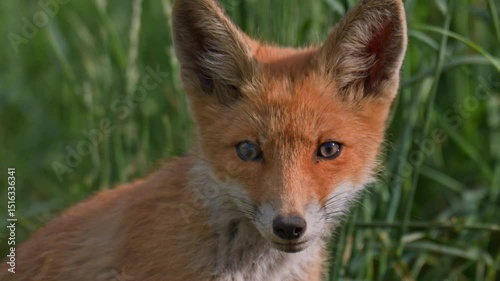 Red fox, vulpes vulpes. Small young red fox cub portrait in the wild. Head close up.
