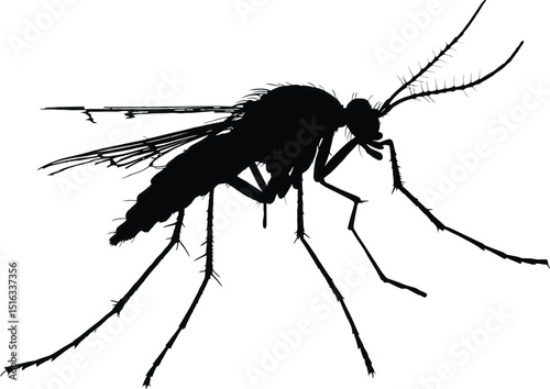 A striking silhouette of a mosquito against a stark white backdrop showcasing intricate details